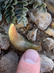 Astragalus tidestromii