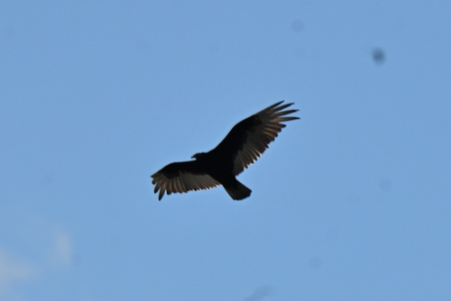 iNaturalist observation photo of Western Turkey Vulture