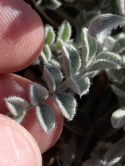 Astragalus tidestromii