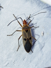 Dysdercus chiriquinus