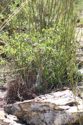 Bursera fagaroides, photograph 3
