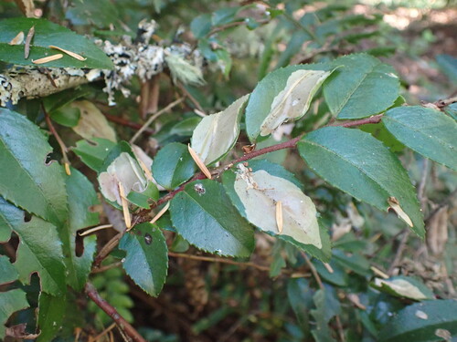 Cameraria nemoris photo 5
