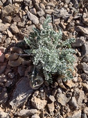Astragalus tidestromii