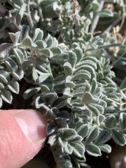 Astragalus tidestromii
