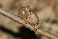 Spring Peeper photo 2