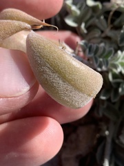 Astragalus tidestromii