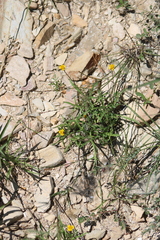 Tridax coronopifolia, photograph (c) José Belem Hernández Díaz, some rights reserved (CC BY)