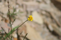 Tridax coronopifolia
