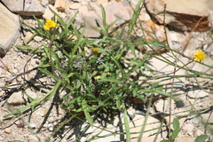 Tridax coronopifolia, photograph (c) José Belem Hernández Díaz, some rights reserved (CC BY)