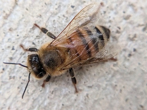 Western Honey Bee
