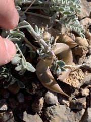 Astragalus tidestromii