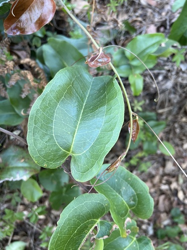 Austral Sarsaparilla