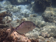 Flavocaranx bajad