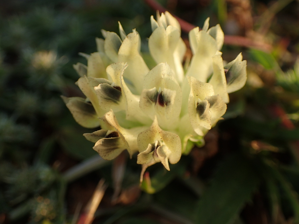 Trifolium fucatum; photograph (c) Cricket Raspet, some rights reserved (CC BY)