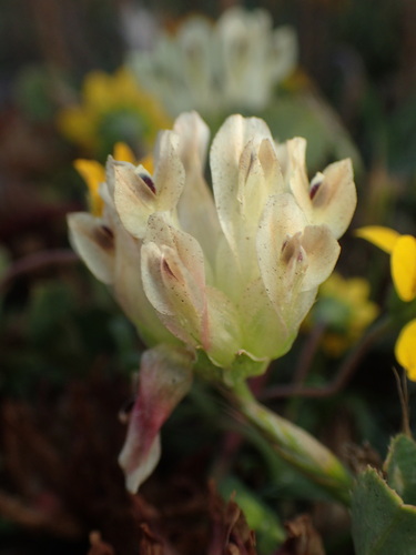 Trifolium fucatum, photograph 1