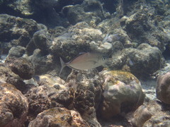 Flavocaranx bajad