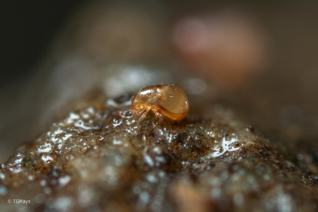 Mesoplophoridae
