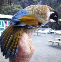 Trochalopteron affine