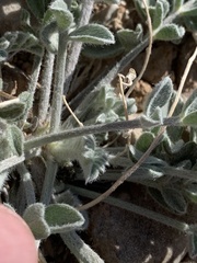 Astragalus tidestromii