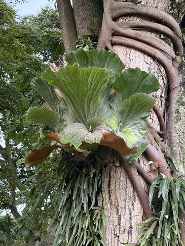Angola staghorn fern