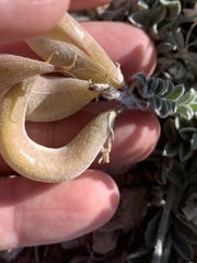 Astragalus tidestromii