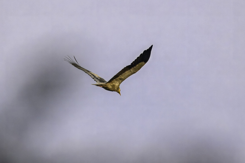 Indian Egyptian vulture