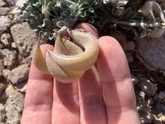 Astragalus tidestromii