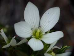 Gentianella stellata