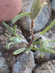 Chaenactis macrantha