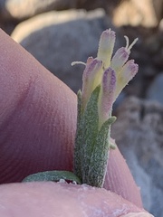 Chaenactis macrantha