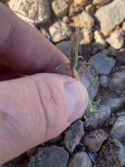 Chaenactis macrantha