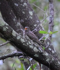 Cacomantis variolosus variolosus