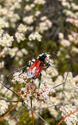 Thisbe's Tarantula-hawk Wasp photo 4