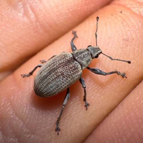 Litostylus marginicollis