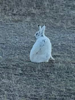 Arctic Hare observed by jax_nasimok