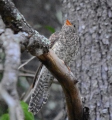 Cacomantis variolosus variolosus