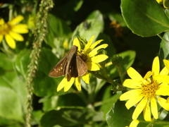 Pelopidas mathias mathias