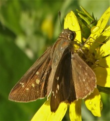 Pelopidas mathias mathias