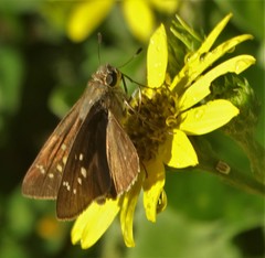 Pelopidas mathias mathias