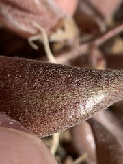 Astragalus tidestromii