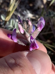 Astragalus tidestromii