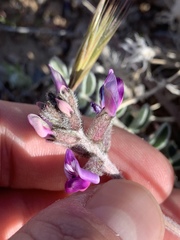 Astragalus tidestromii