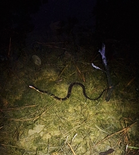 Broad-banded Watersnake observed by nathanielraines