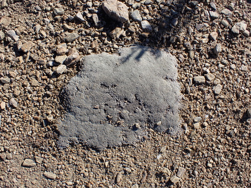 Raoulia australis, photograph 4
