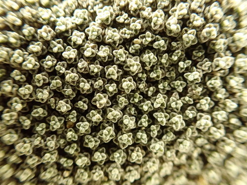 Raoulia australis, photograph 5