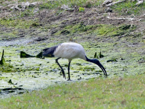 iNaturalist image