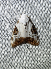 Meganola leucostola