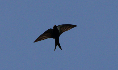 Black Sawwing