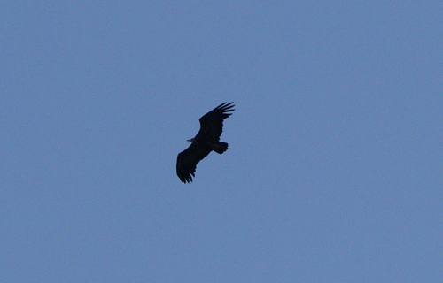Hooded Vulture