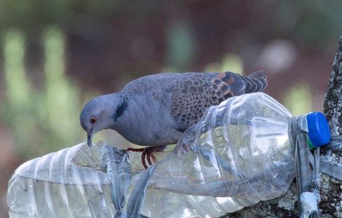 Dusky Turtle-Dove